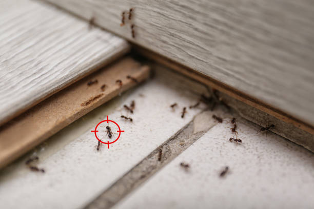 Best Best Pest Control Companies  in Independence, IA