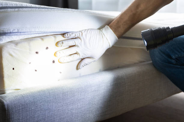 Best Residential Pest Control  in Independence, IA