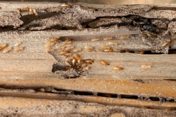Pest Control for Restaurants in Independence, IA